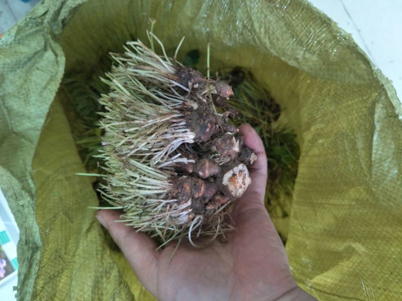 酢浆草苗红花酢浆草醡浆草种球红花草红花酢浆草种球酢浆草