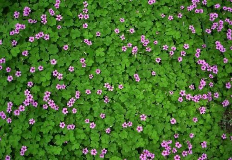 酢浆草苗红花酢浆草醡浆草种球红花草红花酢浆草种球酢浆草