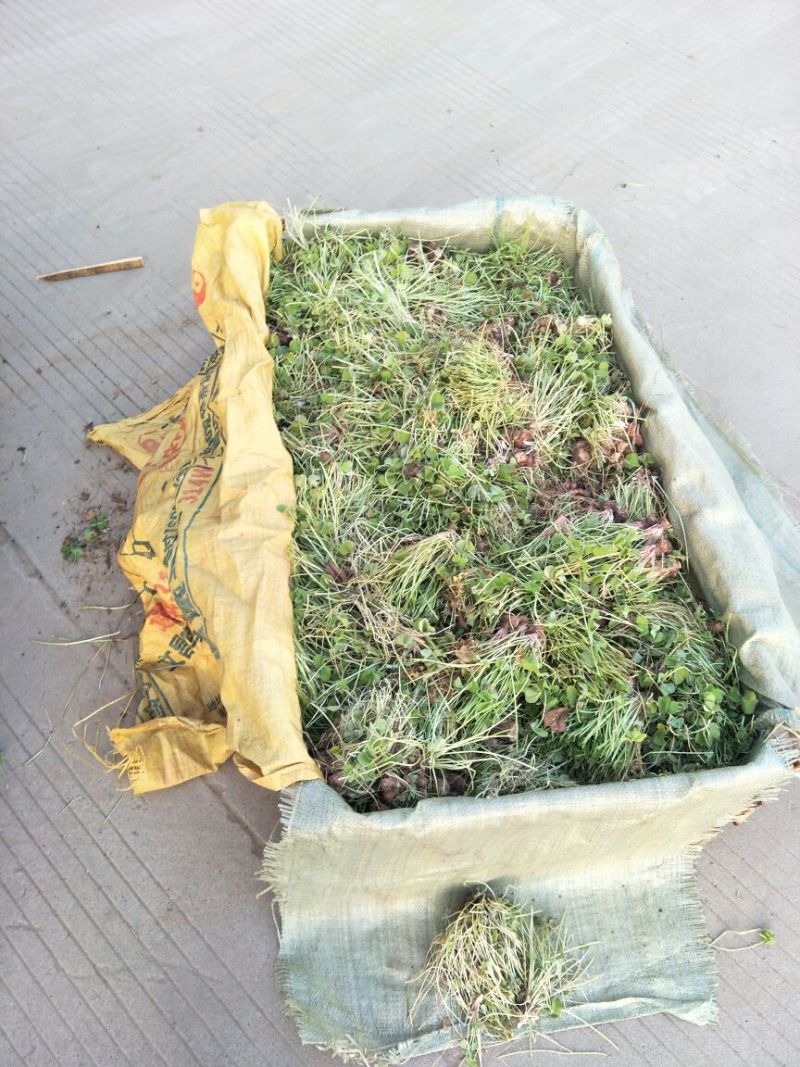 酢浆草苗红花酢浆草醡浆草种球红花草红花酢浆草种球酢浆草