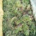 酢浆草苗红花酢浆草醡浆草种球红花草红花酢浆草种球酢浆草
