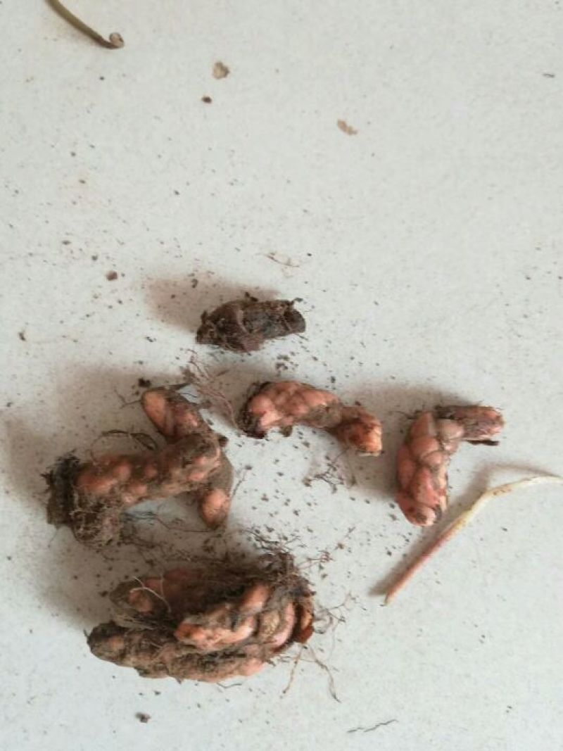 紫叶酢浆草紫花酢浆草种子醡浆草种球酢浆草种子