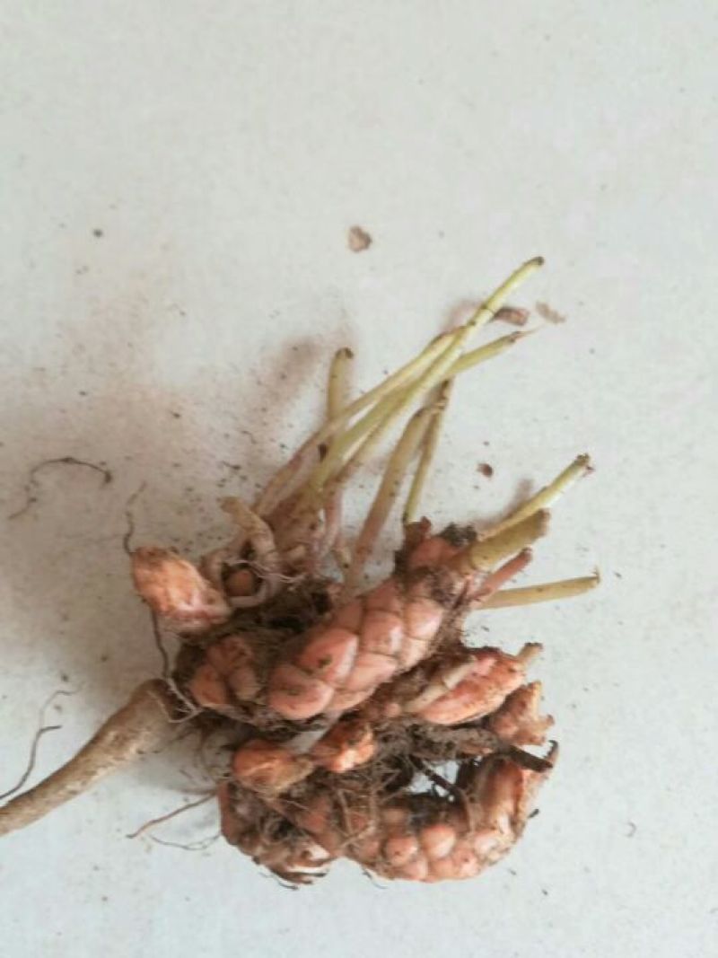 紫叶酢浆草紫花酢浆草种子醡浆草种球酢浆草种子
