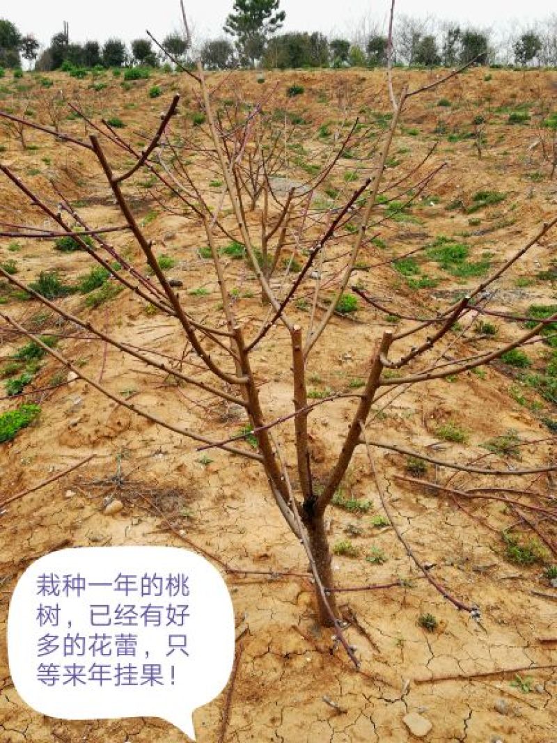 大血桃树苗第二年挂果早熟丰产口感脆甜免费技术指导