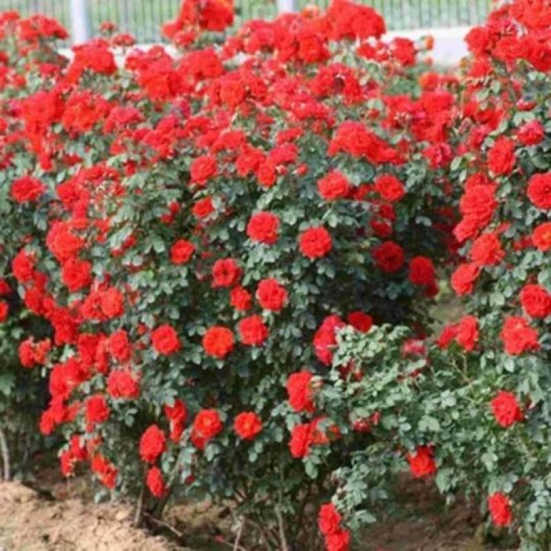 四季蔷薇花苗攀援爬藤植物庭院浓香型玫瑰藤本月季花卉特大苗