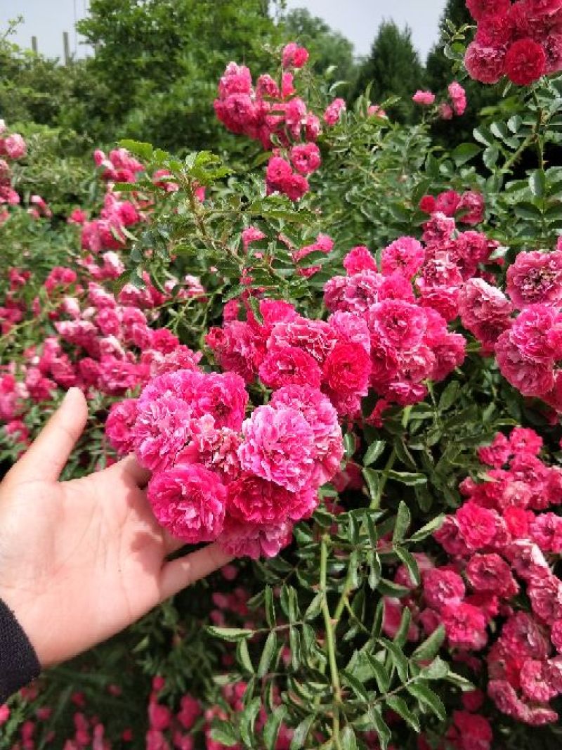 四季蔷薇花苗攀援爬藤植物庭院浓香型玫瑰藤本月季花卉特大苗