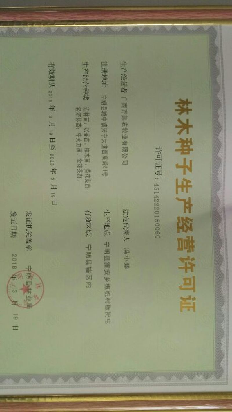 牛大力种子，中叶，大叶，小叶都有货