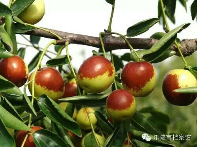 乐陵鲜枣鲜小枣鲜冬枣