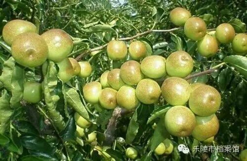 乐陵鲜枣鲜小枣鲜冬枣