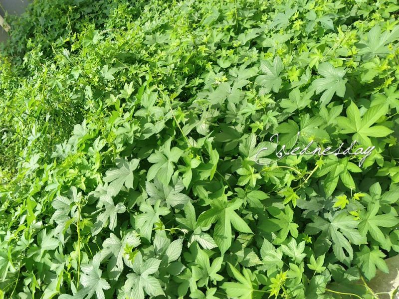爬山虎苗