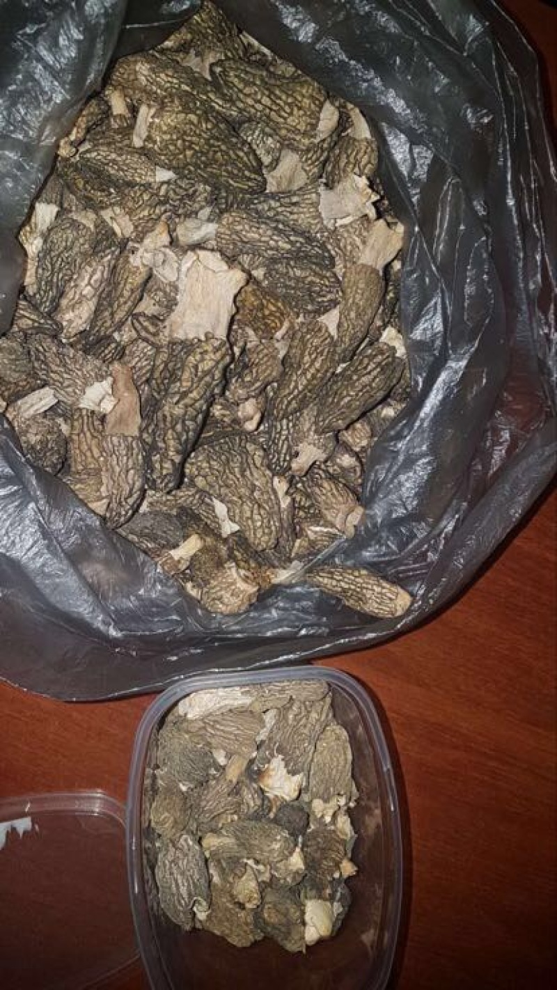 羊肚菌野生