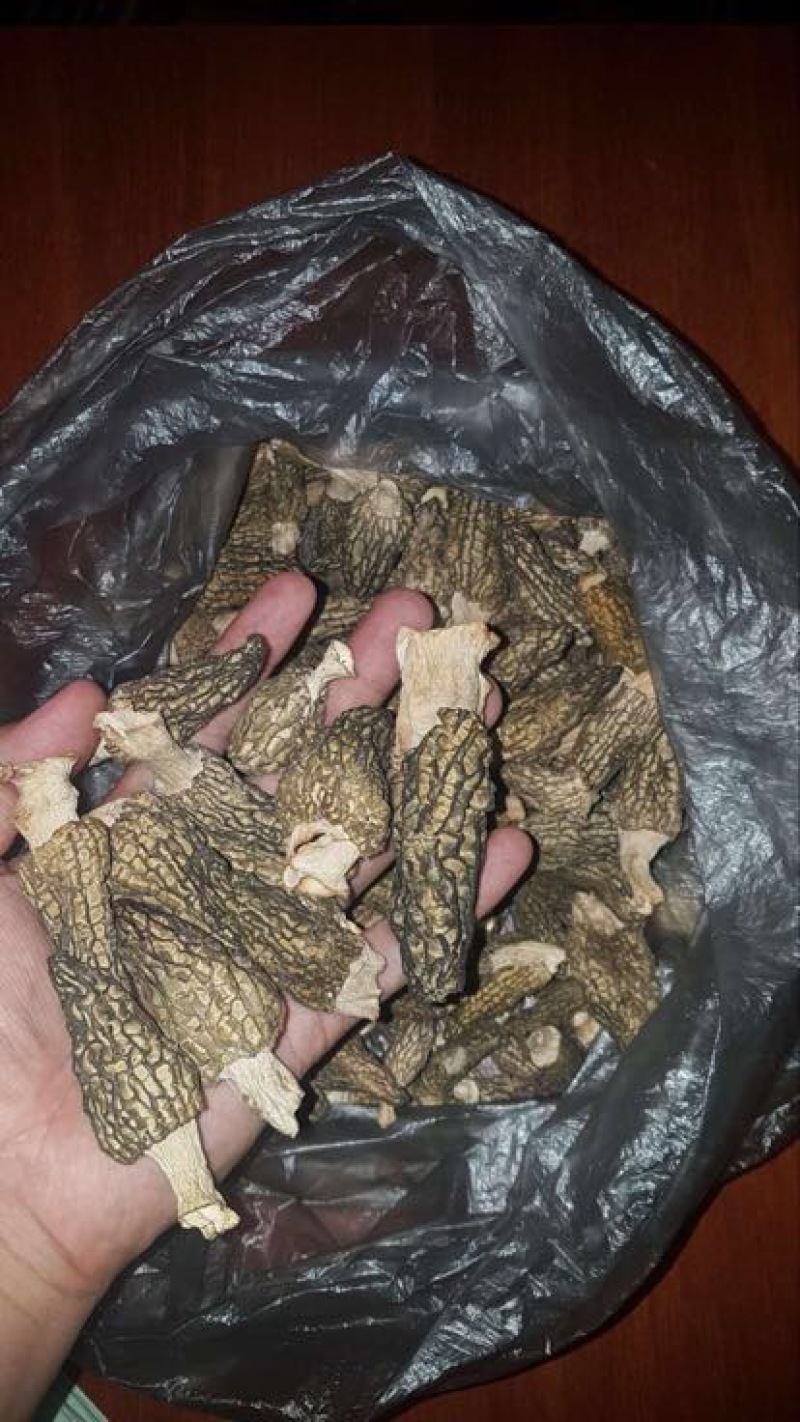 羊肚菌野生