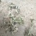 艾叶通货野生艾叶品质高含量高量大
