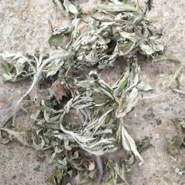 艾叶通货野生艾叶品质高含量高量大