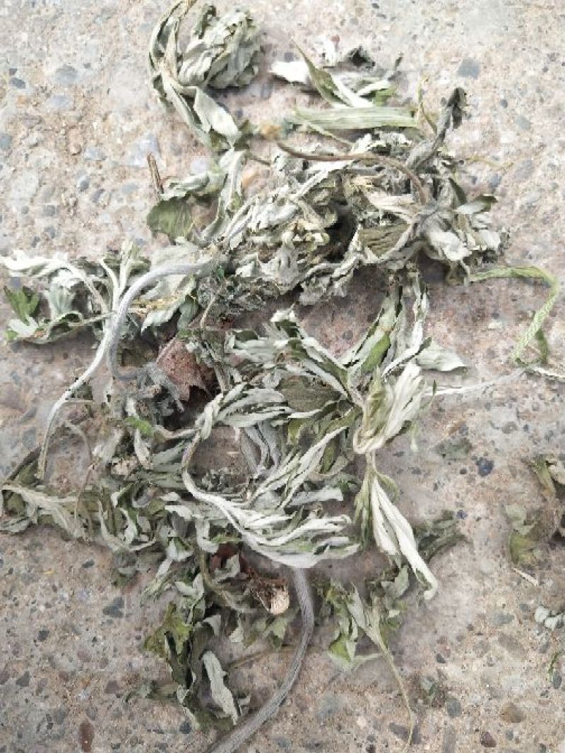 艾叶通货野生艾叶品质高含量高量大