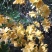 映山红树桩有红花，紫花，黄花，现挖现卖，25~30cm