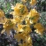 映山红树桩有红花，紫花，黄花，现挖现卖。35cm以上
