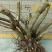 映山红树桩有红花，紫花，黄花，现挖现卖。35cm以上