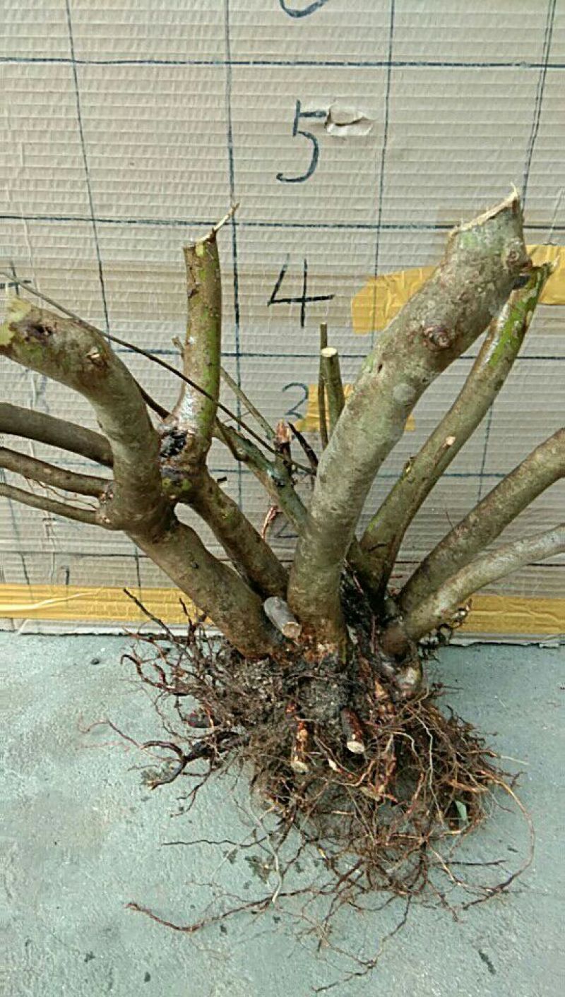 映山红树桩有红花，紫花，黄花，现挖现卖。35cm以上