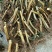 映山红树桩有红花，紫花，黄花，现挖现卖。35cm以上