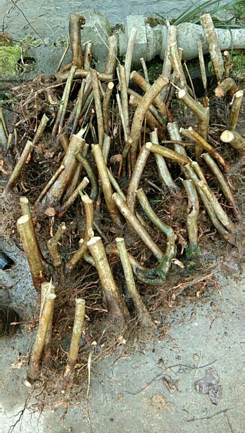 映山红树桩有红花，紫花，黄花，现挖现卖。35cm以上