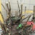 映山红树桩有红花，紫花，黄花，现挖现卖。35cm以上