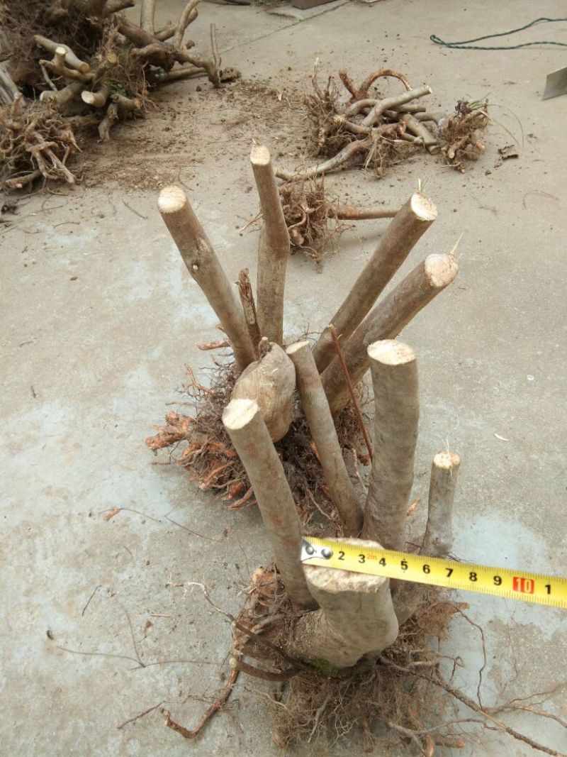 映山红树桩有红花，紫花，黄花，现挖现卖。35cm以上