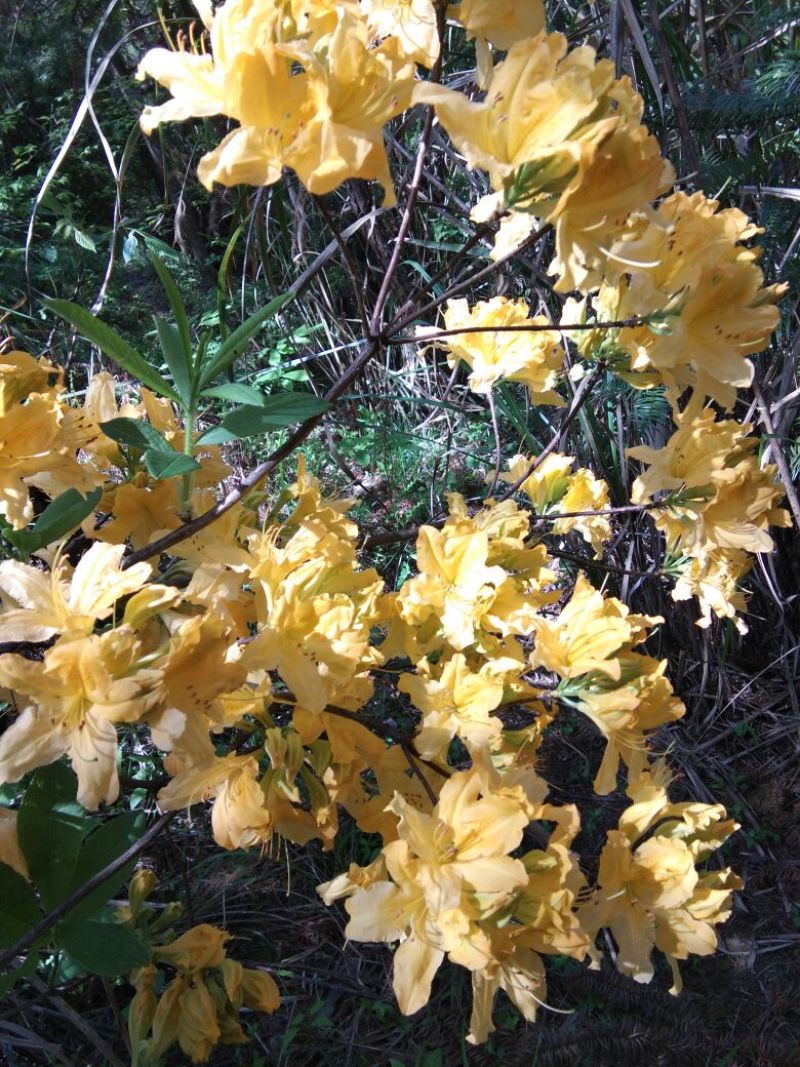映山红树桩有红花，紫花，黄花，现挖现卖。35cm以上