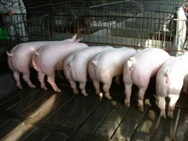 《猪苗，母猪全国发货》山东优质猪苗基地直售包运输