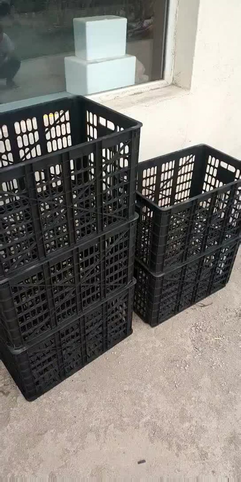 菠菜开始大量出货