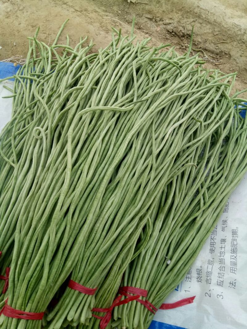 长豆角长豆角长豆角长豆角