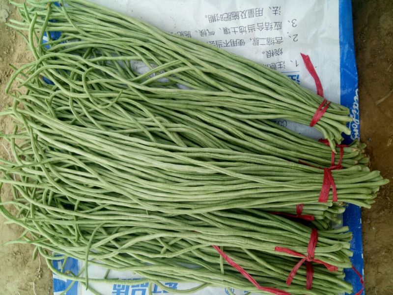 长豆角长豆角长豆角长豆角