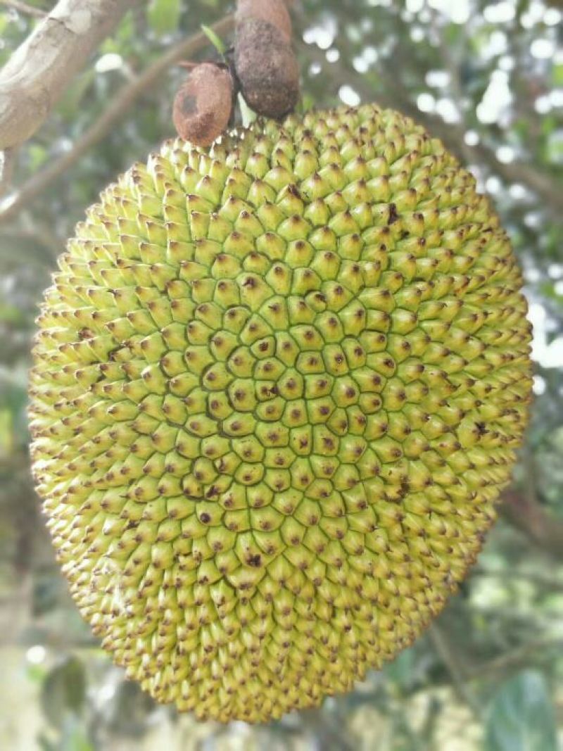 越南榴莲蜜