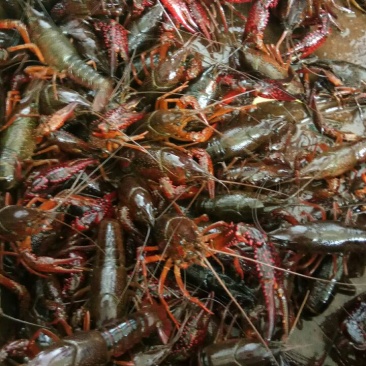 龙虾