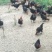正宗散养土鸡