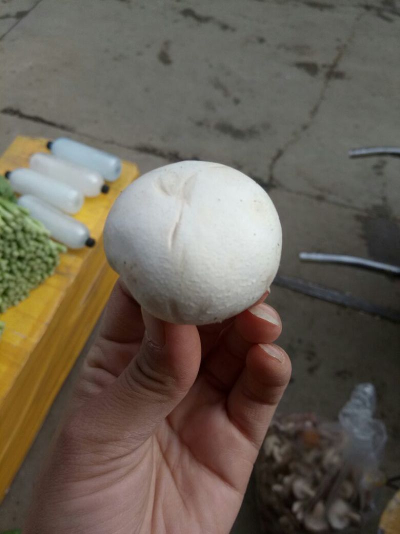 元菇。圆菇