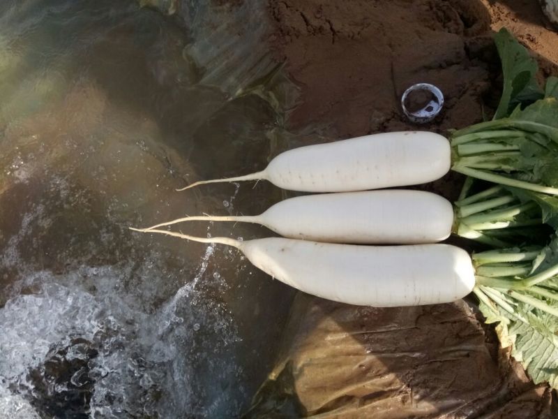 白萝卜