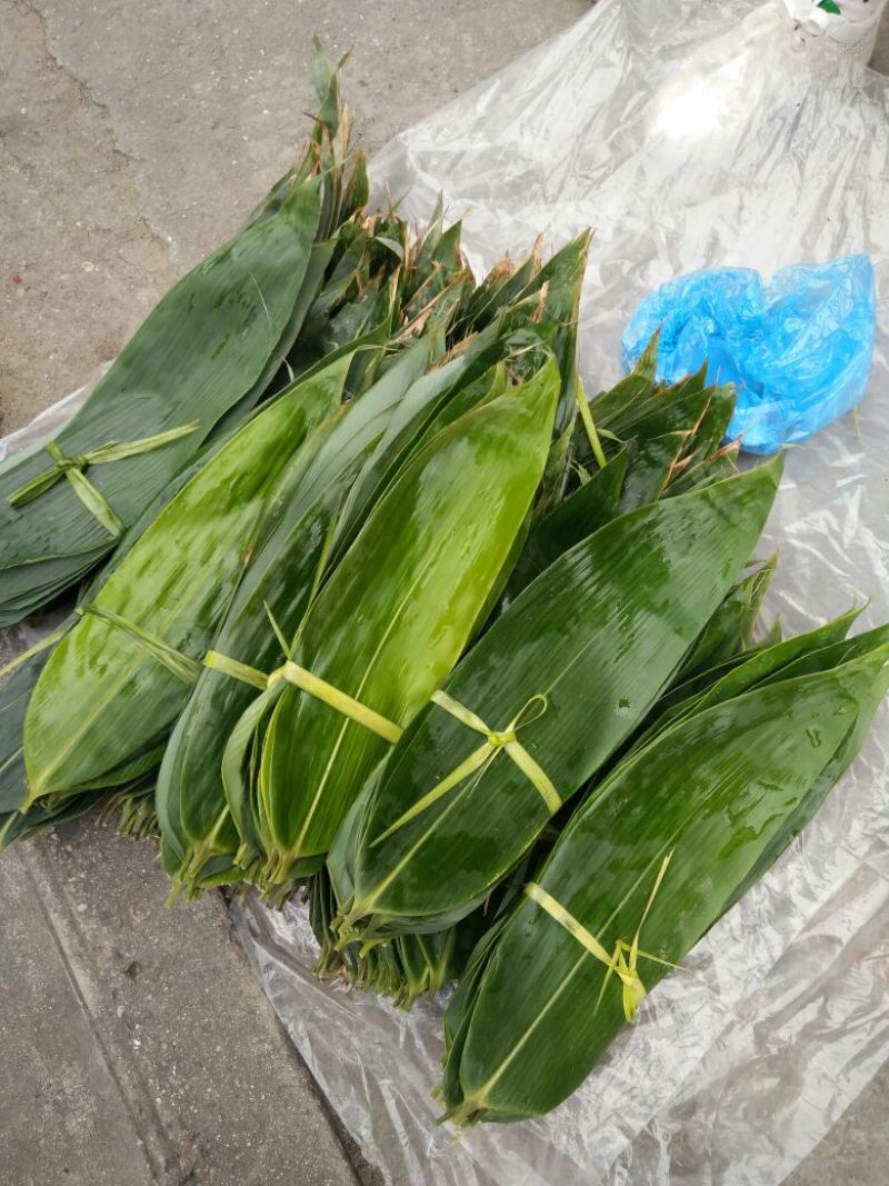 粽叶，包粽子专用叶子，