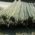 菜架竹，大棚竹，扶树竹竿，白夹竹斑竹出售1.1米至7米