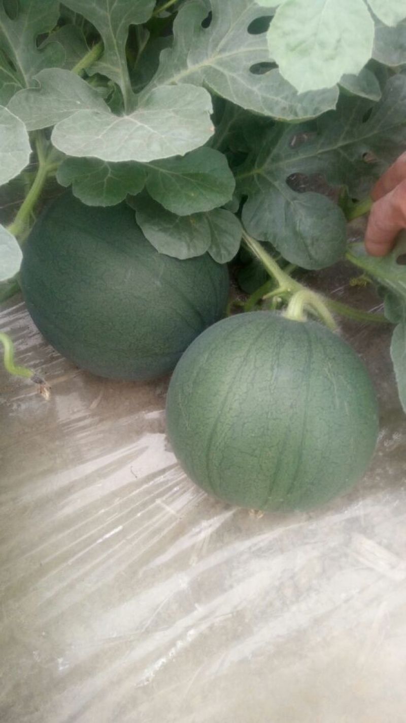 蜜童西瓜3斤打底8成熟1茬
