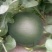 蜜童西瓜3斤打底8成熟1茬