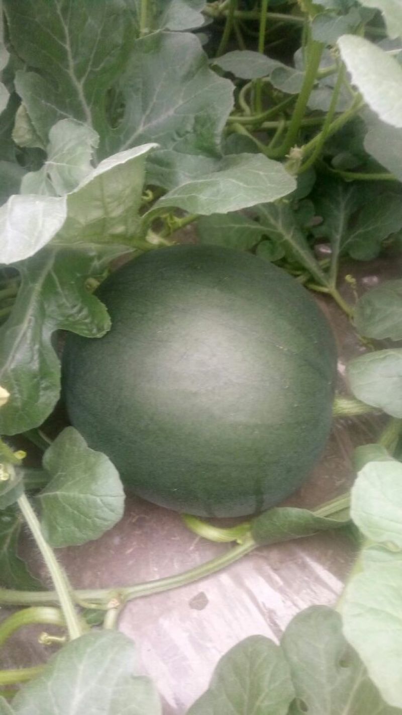 蜜童西瓜3斤打底8成熟1茬