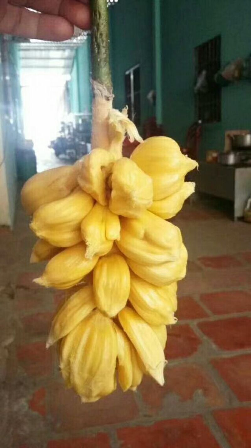 珍珠榴莲密