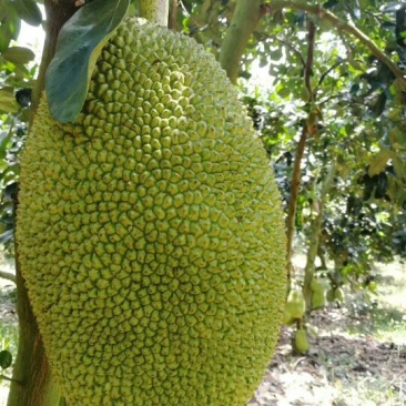 珍珠榴莲密
