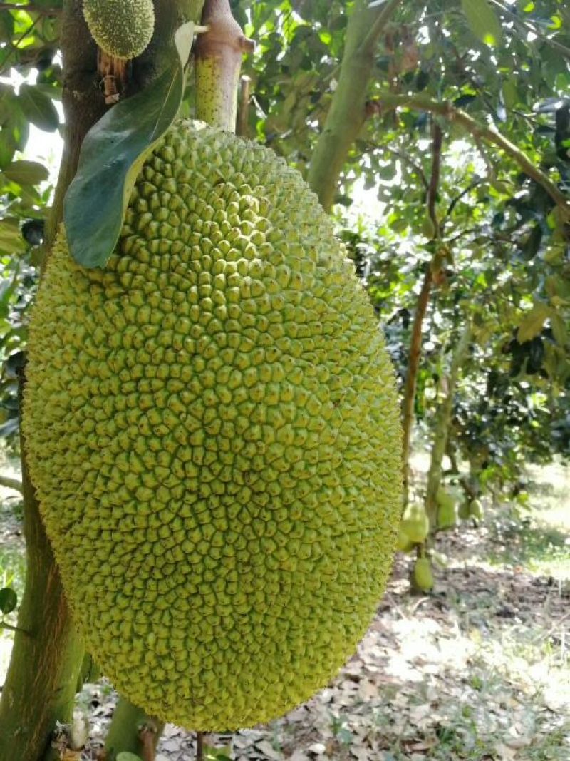 珍珠榴莲密