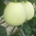 莘县绿宝甜瓜星甜二十，花蕾甜瓜上市了
