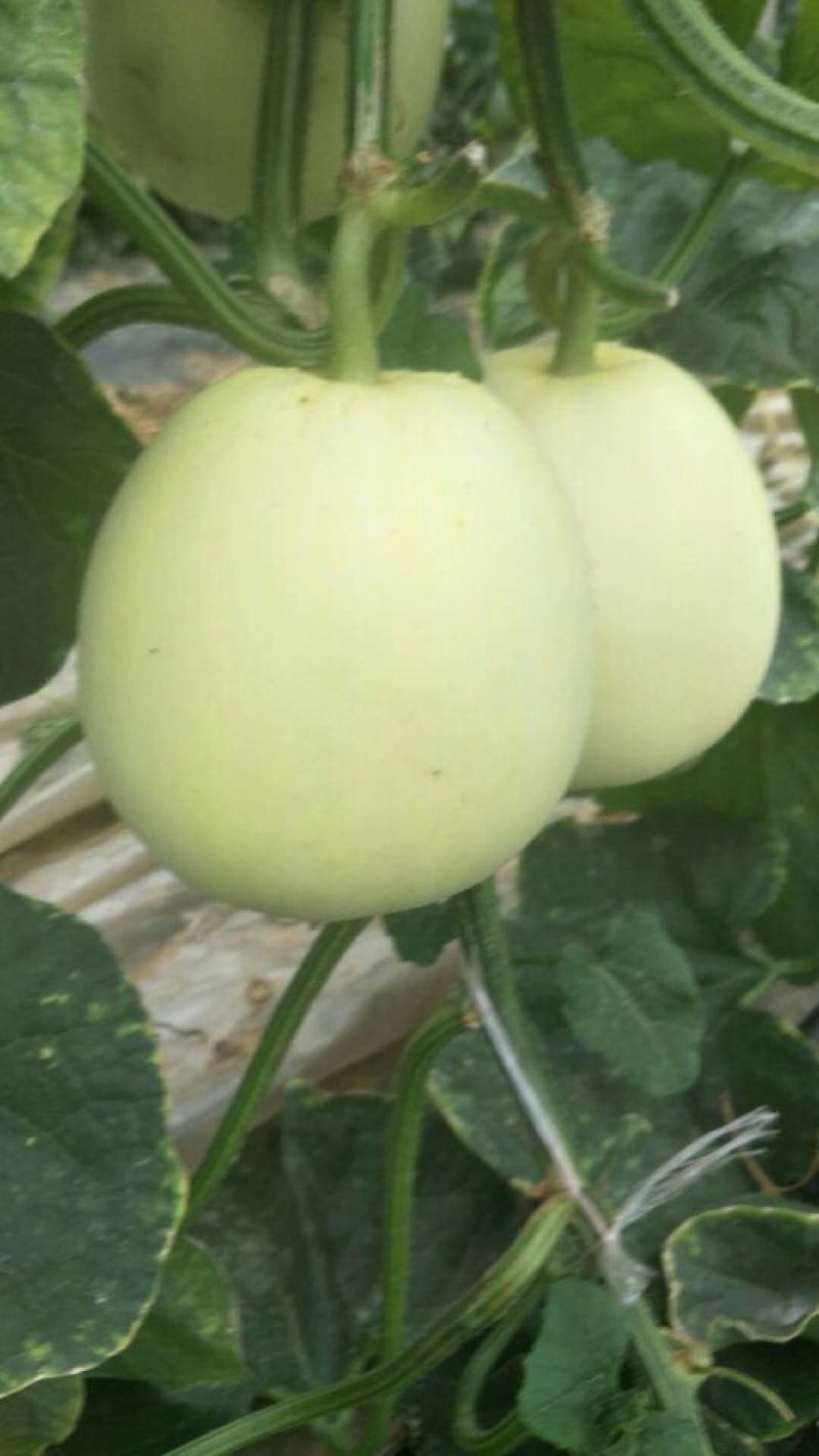莘县绿宝甜瓜星甜二十，花蕾甜瓜上市了