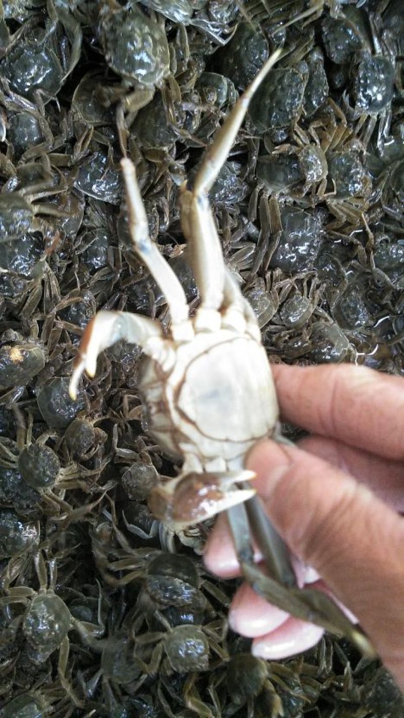 野生蟹苗