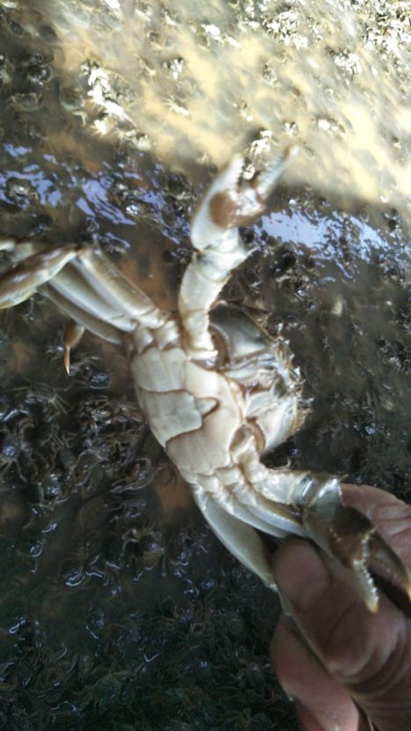 野生蟹苗