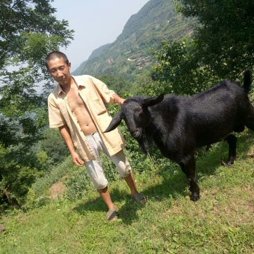 金堂黑山羊种羊