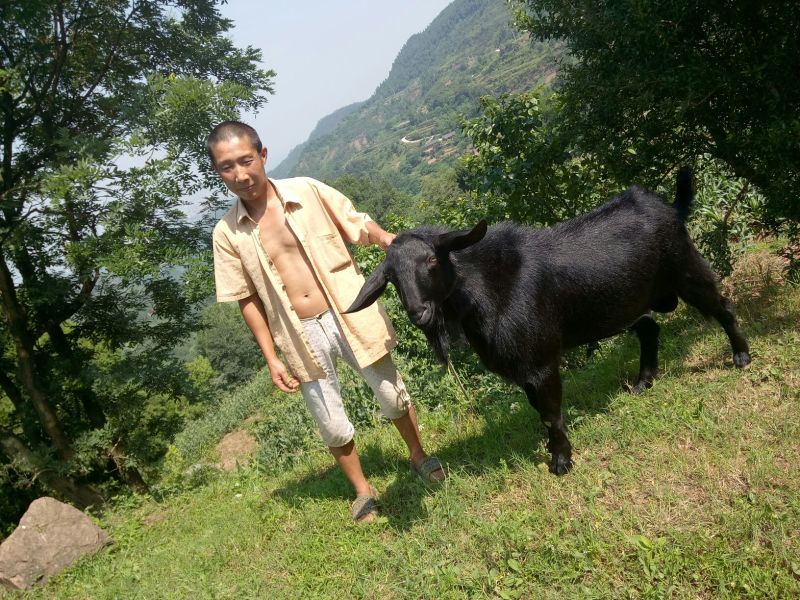 金堂黑山羊种羊